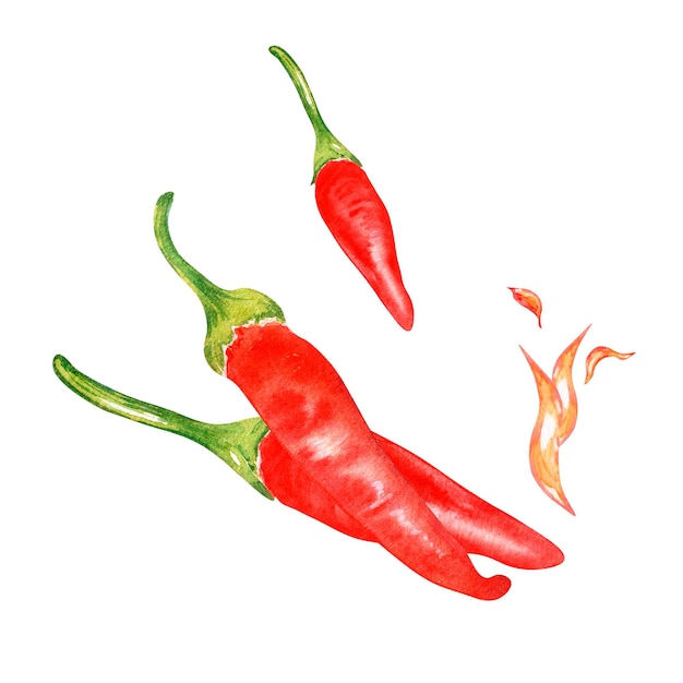 Composition of tabasco hot pepper and fire watercolor illustration isolated on white