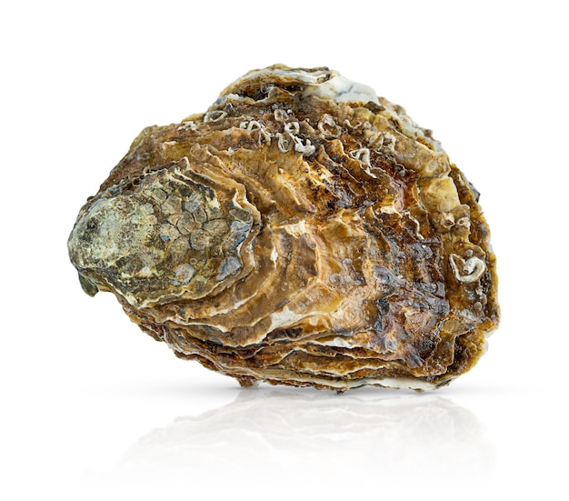 Composition of three oysters isolated on white background with clipping path