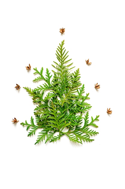 Composition of twigs of thuja and tiny cones in the shape of a Christmas tree, isolated on a white background.