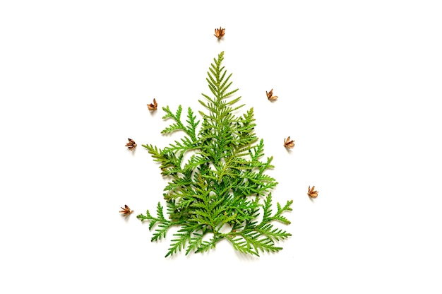 Composition of twigs of thuja and tiny cones in the shape of a Christmas tree, isolated on a white background.