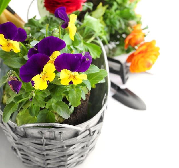 Composition with beautiful plants and gardening tools on white