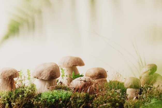 Composition with boletus edulis mushrooms stand on green moss or grass