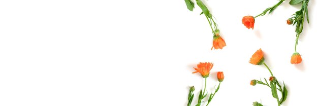 Composition with calendula flowers on white background