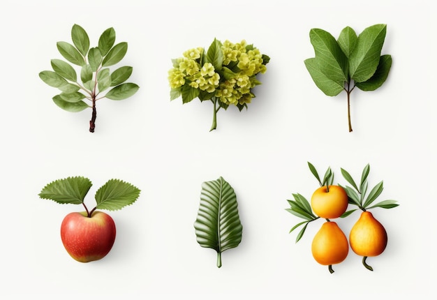 Composition with different types of flowers or rose petals on a white surface and isolated objects