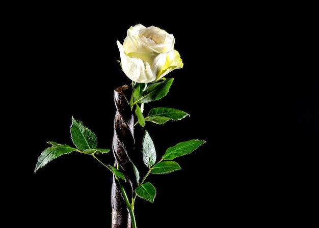 Composition with old rusty drill bit and white rose