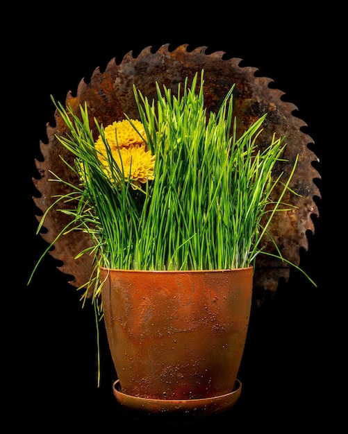 Composition with old rusty saw and green grass