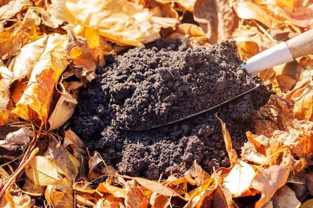 Compost Pile Soil on Shovel from Rotting Fallen Leaves in Autumn Recycling Garden Waste