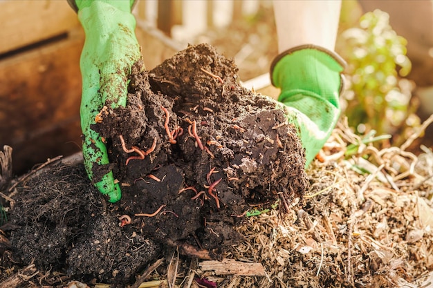 Compost Worms Recycling Waste into Eco Fertilizer Worms in Compost Pile in Garden Composted Humus