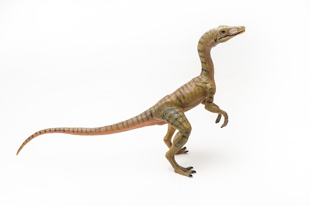 Compsognathus  Dinosaur on white background 