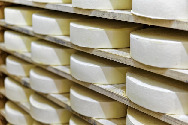 Comte Young Cheese on wooden shelves on maturing cellar in Franche Comte creamery in France