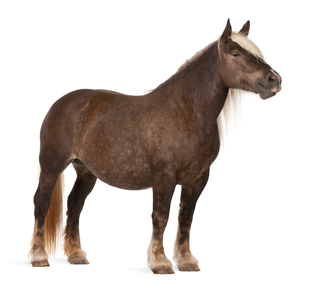 Comtois horse, a draft horse, Equus caballus standing ion white isolated