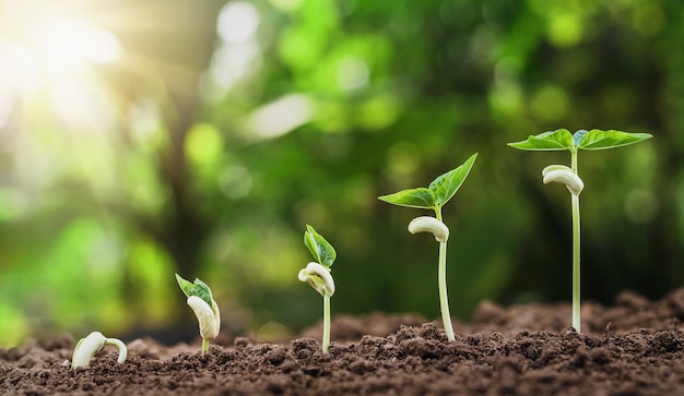 concept agriculture planting seeding growing step in garden with sunshine