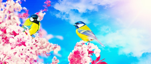 Concept of bird lovers and birdwatching A beauty of the environment nature Ornithology