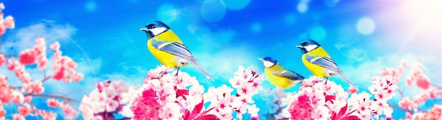 Concept of bird lovers and birdwatching A beauty of the environment nature Ornithology