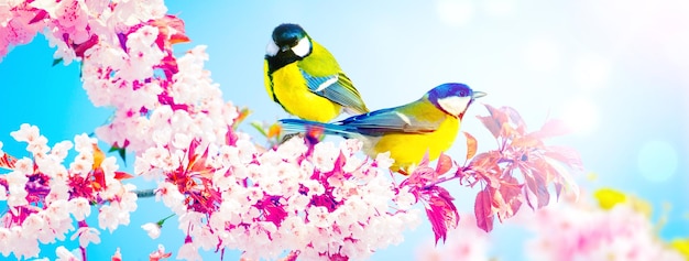 Concept of bird lovers and birdwatching A beauty of the environment nature Ornithology