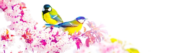 Concept of bird lovers and birdwatching A beauty of the environment nature Ornithology