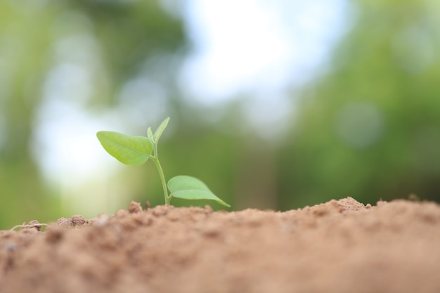 Concept of business growth, tree growth in nature