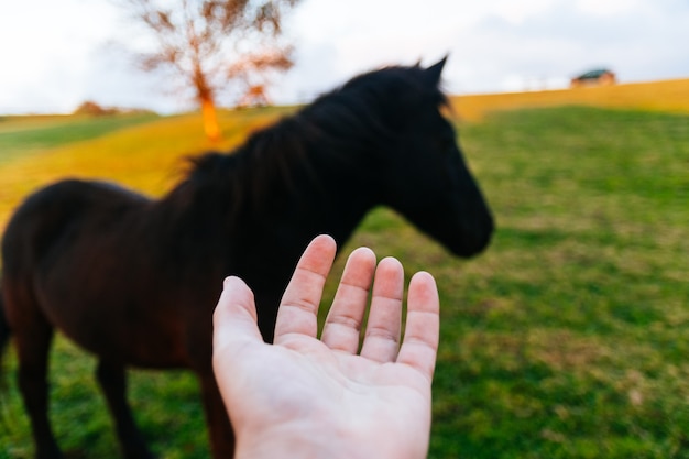 Concept of caring for and respecting animals. A hand and black horse in the background