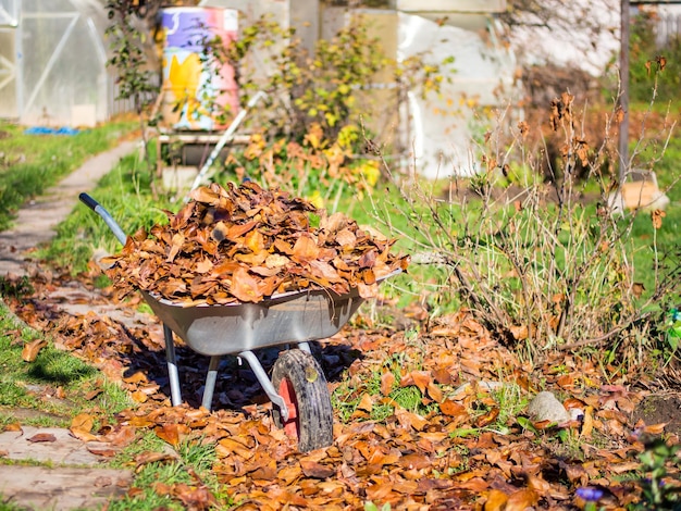 The concept of cleaning the suburban area a wheelbarrow with fallen leaves