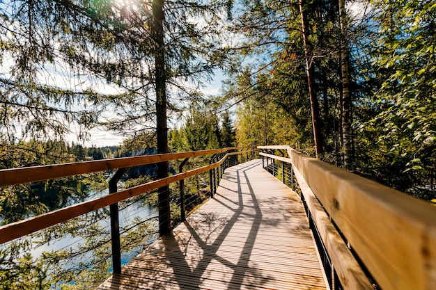 Concept of decision or choice using a wooden boardwalk in dense forest