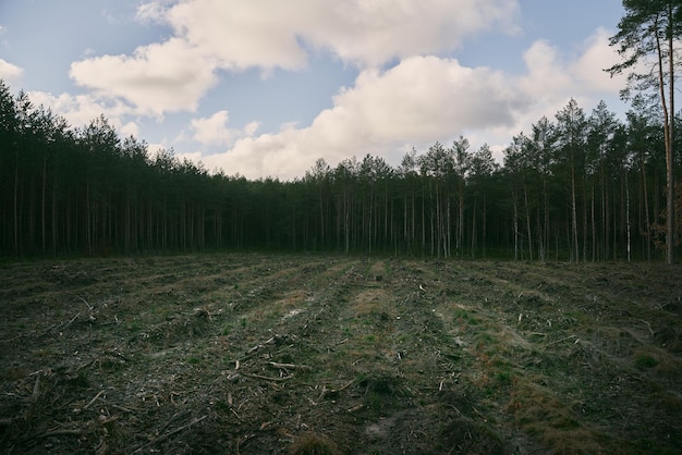 Concept of deforestation and environmental damage in the forests of Europe Area of illegal deforestation