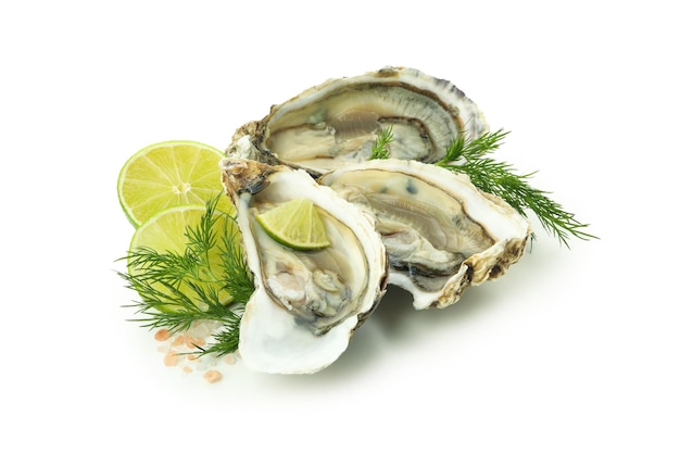 Concept of delicious seafood oysters isolated on white background