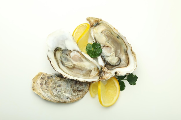 Concept of delicious seafood oysters on white background