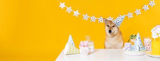 Concept of dog birthday celebrating with cute dog