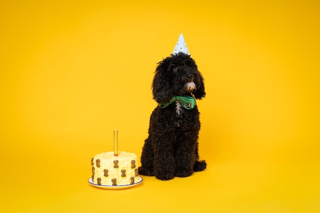 Concept of dog birthday celebrating with cute dog