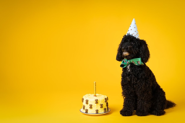 Concept of dog birthday celebrating with cute dog