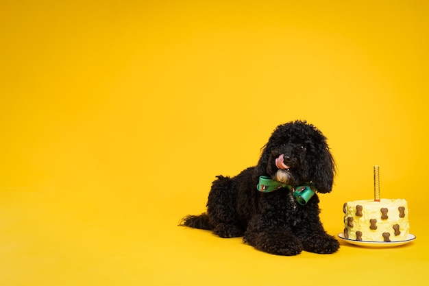 Concept of dog birthday celebrating with cute dog