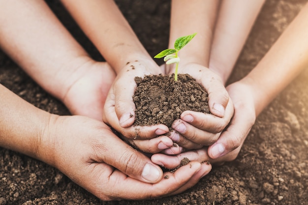 concept eco hand helping holding protection young plant 