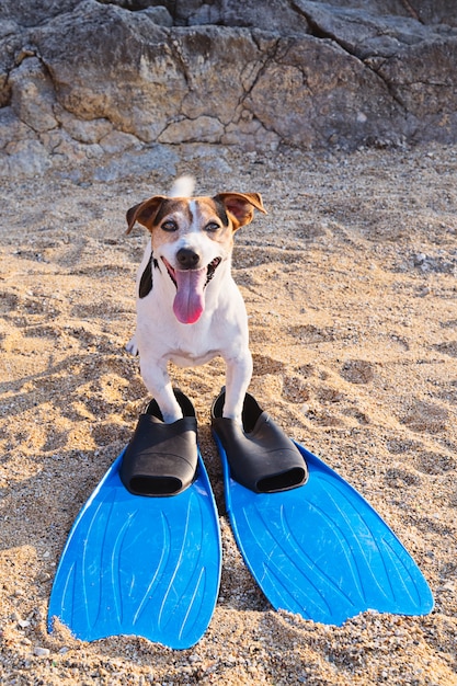 Concept of fun pastime with dog in the summertime