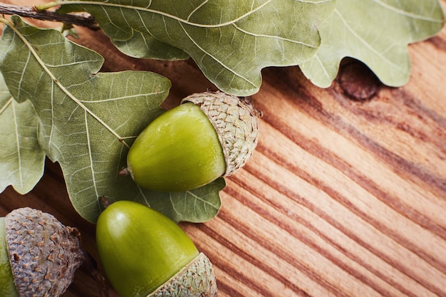 Concept of Green oak leaves and acorns on the background a rustic textured wood Copy space top view