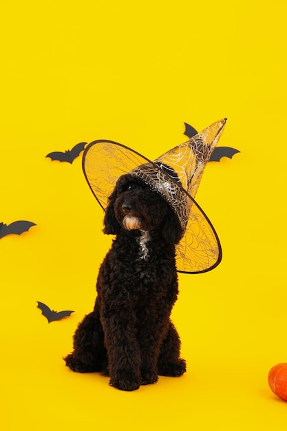 Concept of Halloween Dog and Halloween accessories on yellow background