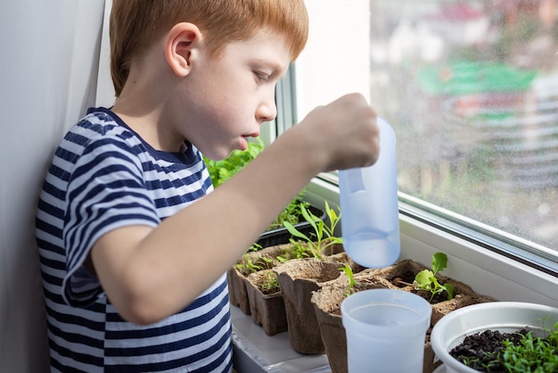 The concept of home gardening growing seedlings in the spring season Child redhaired boy watering plants in ecopeat pots on the windowsill side view