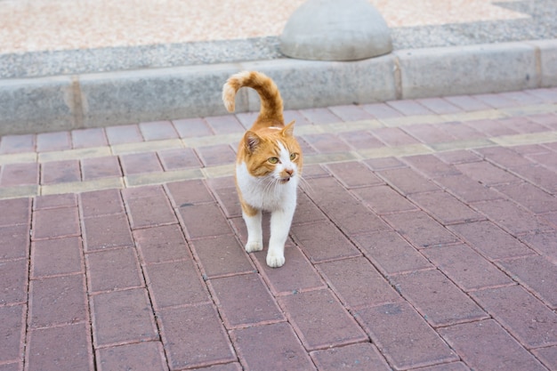 Concept of homeless animals - Stray dirty sadness cat on the street.