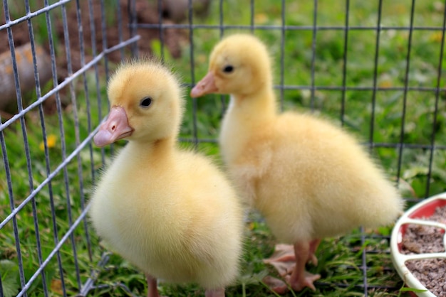 The concept of keeping animals and birds in locks in cages Cute ducklings in a cage