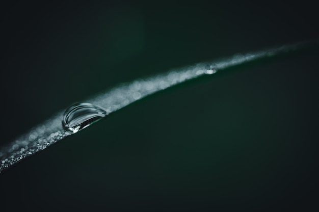 The concept of love the world green environment Water droplets on the leaves Blurred bokeh background