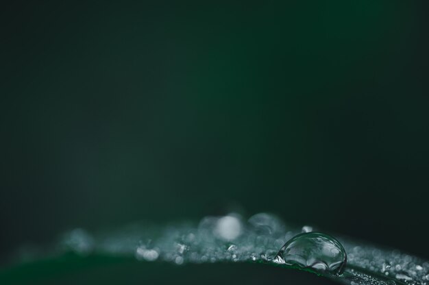 The concept of love the world green environment Water droplets on the leaves Blurred bokeh background