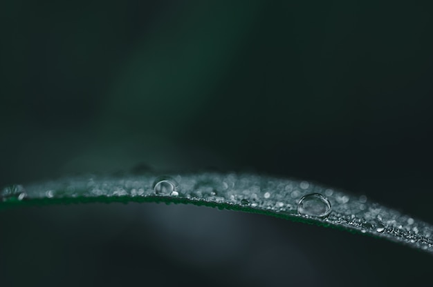 The concept of love the world green environment Water droplets on the leaves Blurred bokeh background