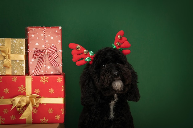 Concept of Merry Christmas funny Christmas dog