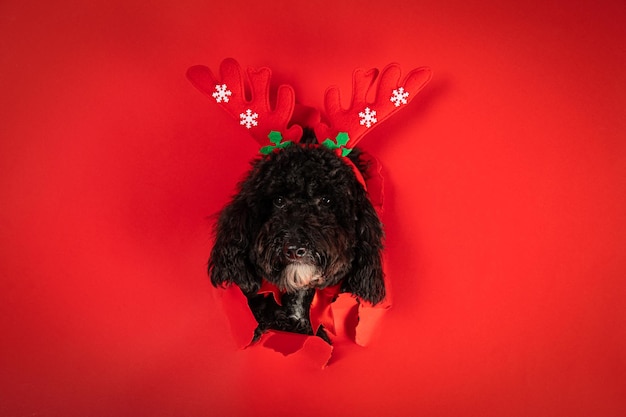 Concept of Merry Christmas funny Christmas dog