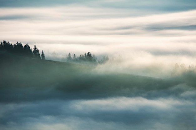 Photo concept misty fog landscape with fi trees forest aerial view amazing morning in mountains valley