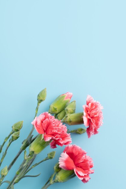 Concept of Mother's day holiday greeting gift design with carnation bouquet on bright blue table surface