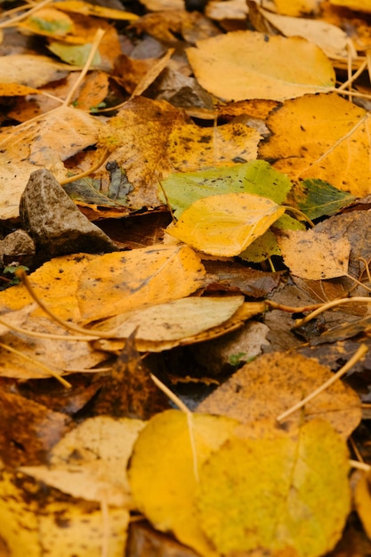 Concept of nature in fall without people Empty space for inscription Colorful October in detail