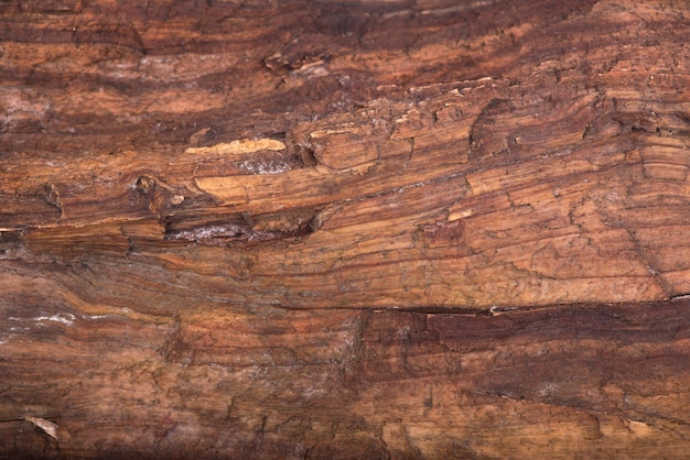 Concept Nature and production of wood products texture of bark wood use as natural background