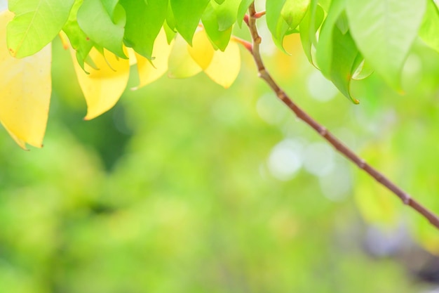 Concept nature view of green foliage on blurred greenery background sunlight with copy space using as background natural green leaf plants landscape ecology fresh banner wallpaper concept