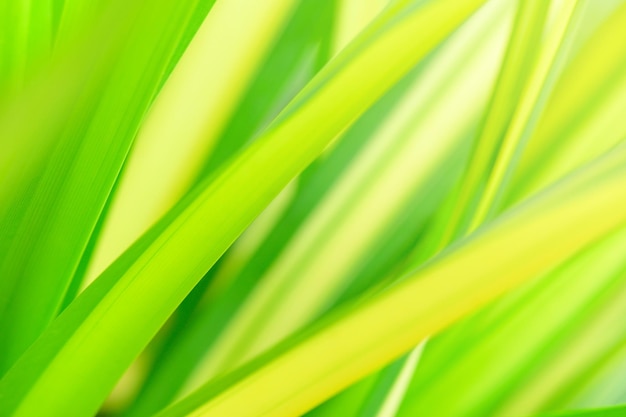 Concept nature view of green foliage on blurred greenery background sunlight with copy space using as background natural green leaf plants landscape ecology fresh banner wallpaper concept