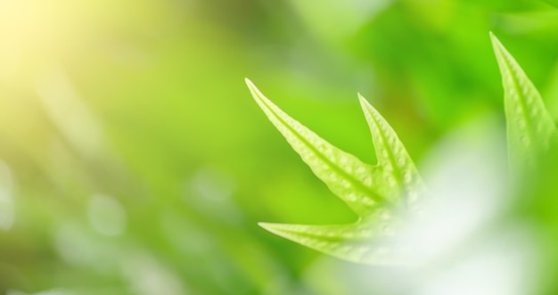 Concept nature view of green foliage on blurred greenery background